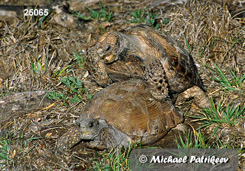 Texas Tortoise (Gopherus berlandieri)